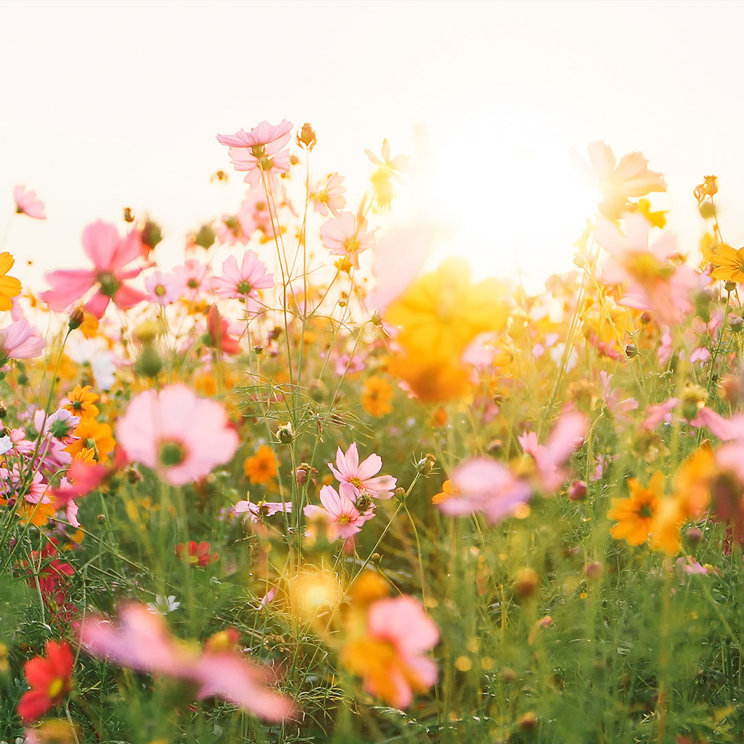 The image shows a vibrant field filled with various types of colorful wildflowers under a bright sun on a clear day, with no visible text.